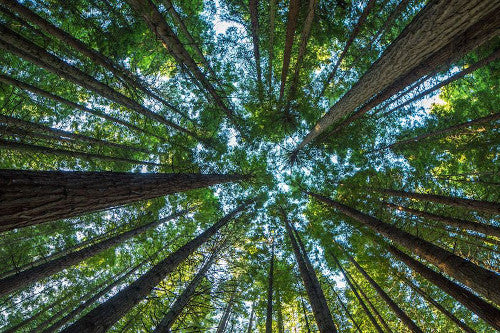 Why We Still Need to Save The Trees