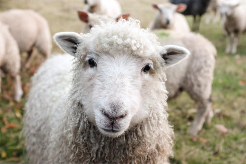 7 Reasons to Buy Wool