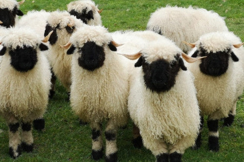 Why Wool Can Be BA-AAD News for Sheep
