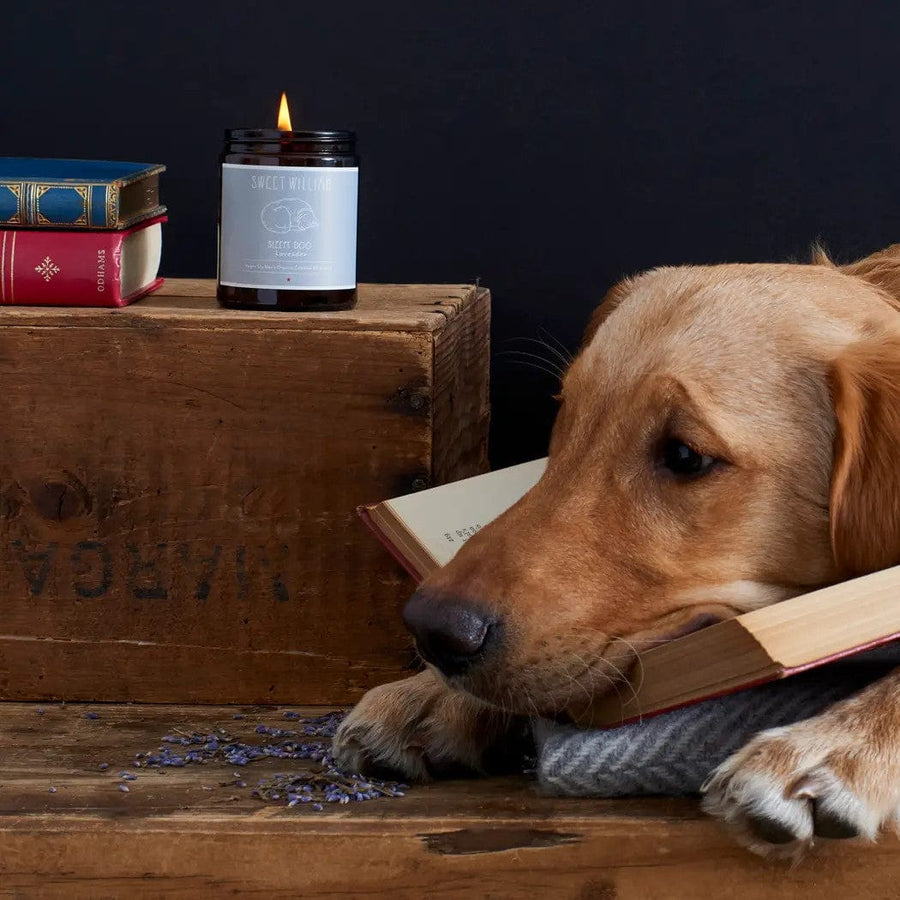 Sleepy Dog Candle